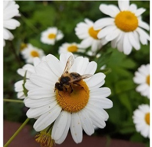 Environmental Policy (13 - Corporate Social - The Hive)